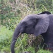 064 LOANGO 2 Akaka Riviere Rembo Ngove Nord Berge et Mammalia Proboscidea Elephant Loxodonta africana cyclotis 15E5K3IMG_106909wtmk.jpg
